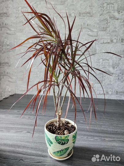 Пальма драцена