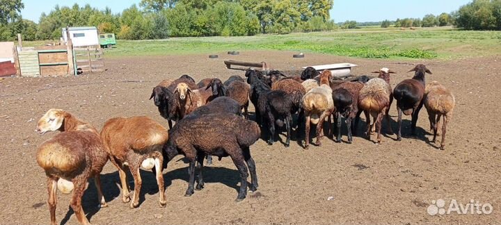 Курдючные бараны, овцы разных пород