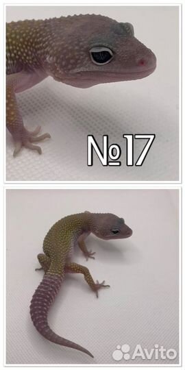 Эублефар малыши