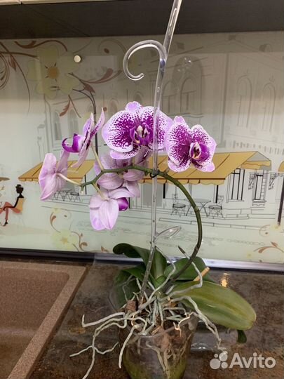 Орхидея фаленопсис