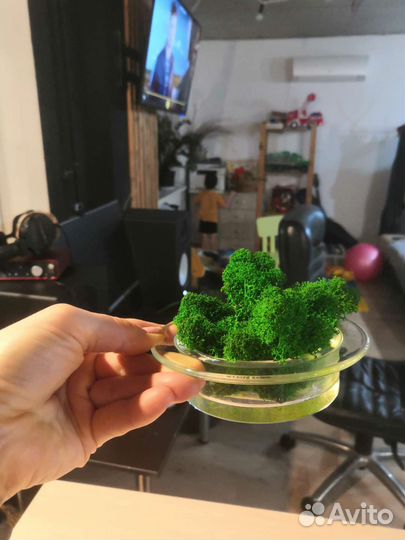 Стабилизированный мох в вазе стекло