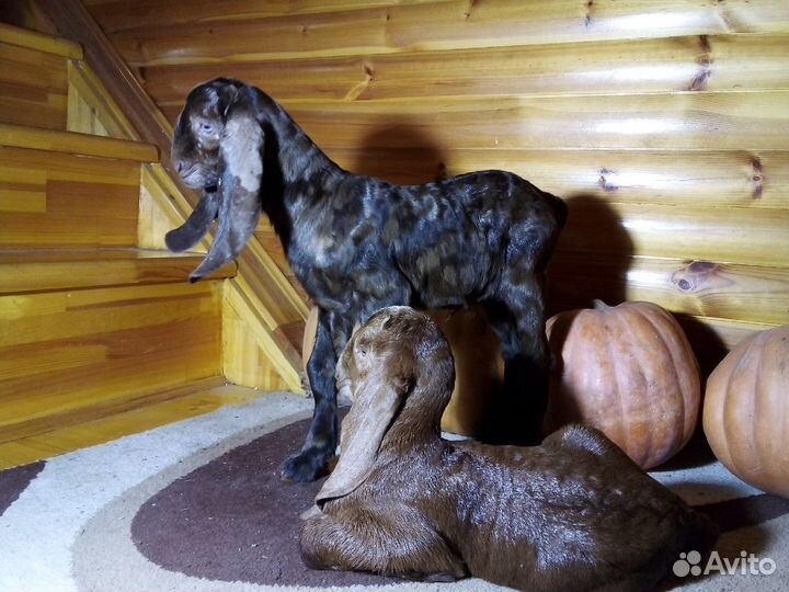 Англо- нубийская коза, 2 года