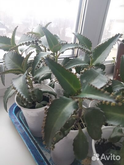 Каланхоэ лечебное