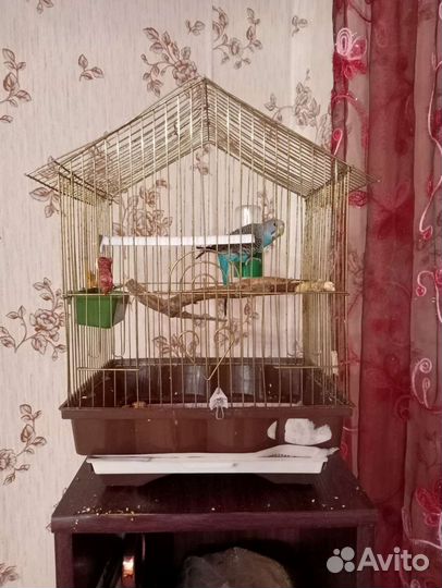 Продам попугая молодого