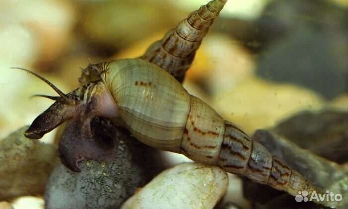 Улитки мелании