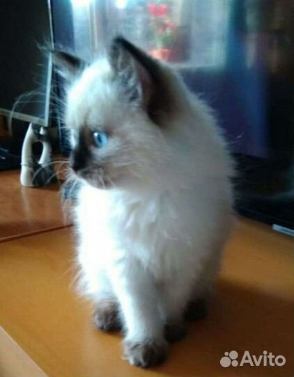 Невская маскарадная вязка