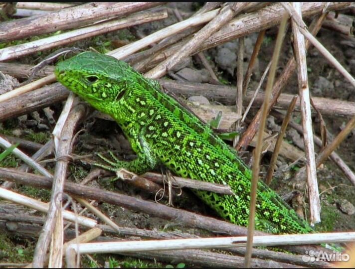 Canon PowerShot S5 IS