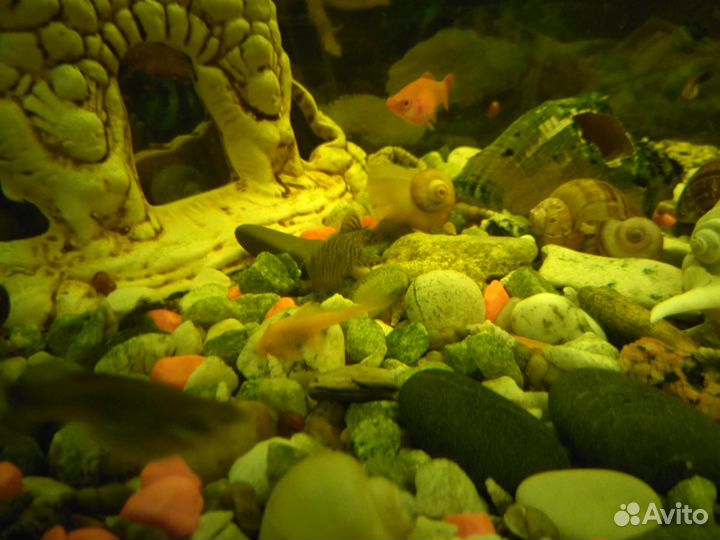 Рыбки, улитки