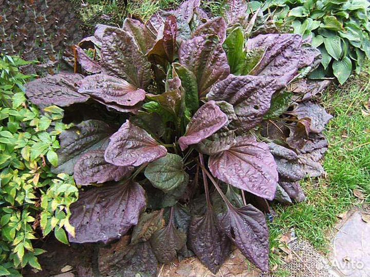 Декоративный щавель и подорожник