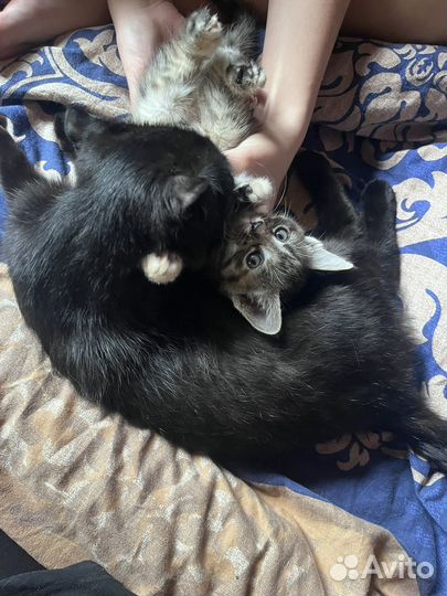 Котенок в добрые руки