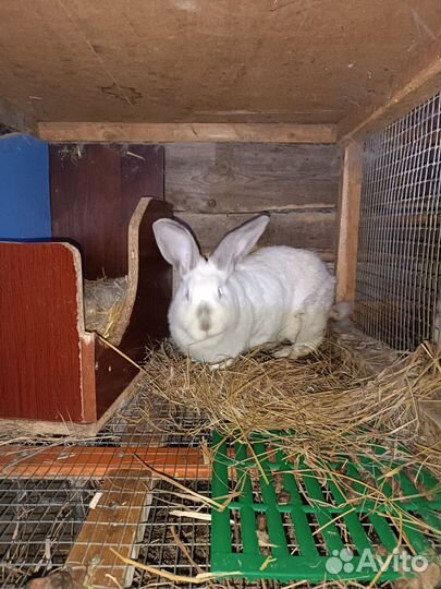 Кролики мясных пород