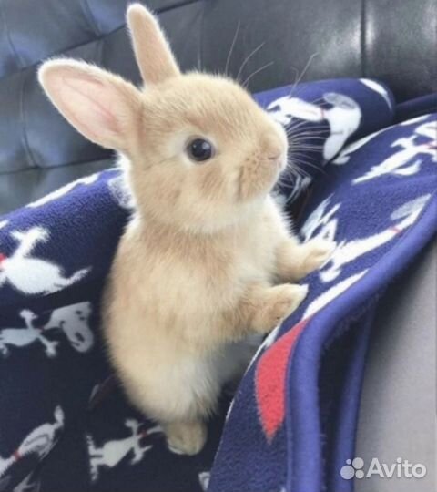 Ратолог по грызунам, осмотр, онлайн консультация о