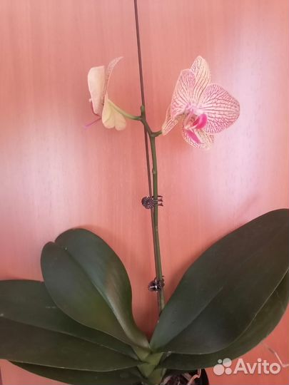 Орхидея фаленопсис
