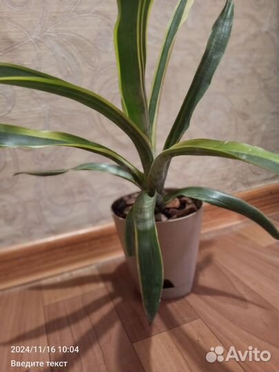 Эхмея веригатная