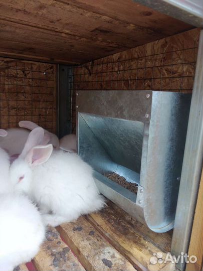 Бункерная кормушка для кроликов