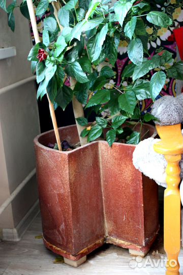 Большие дизайнерские цветы