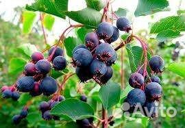 Продам саженцы ирги