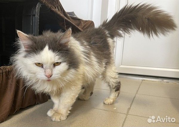 Кошечка Василиса