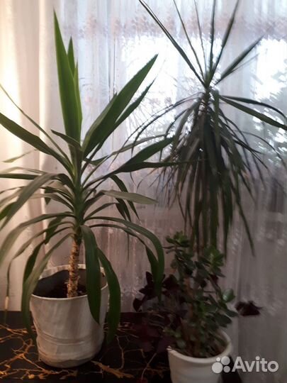 Домашние растения