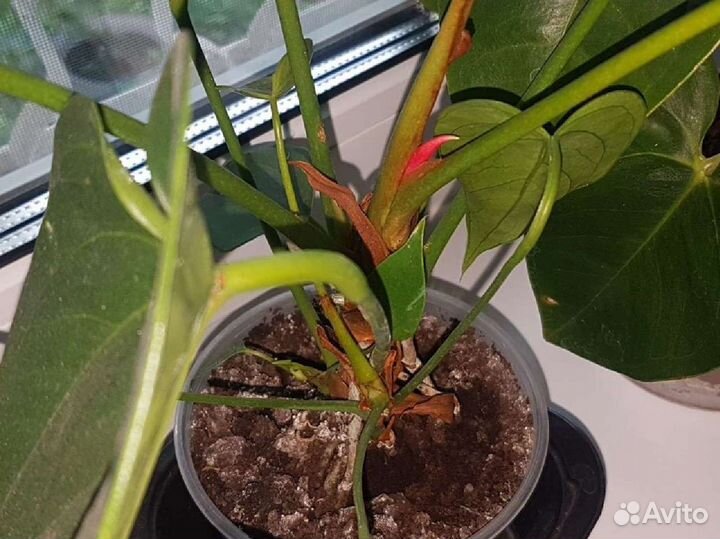 Антуриум красный крупный