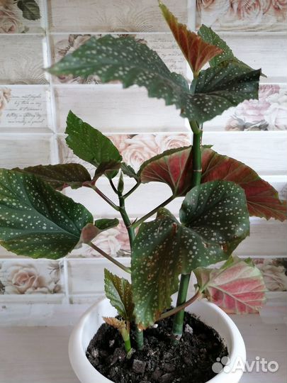 Бегония Королевская краповая