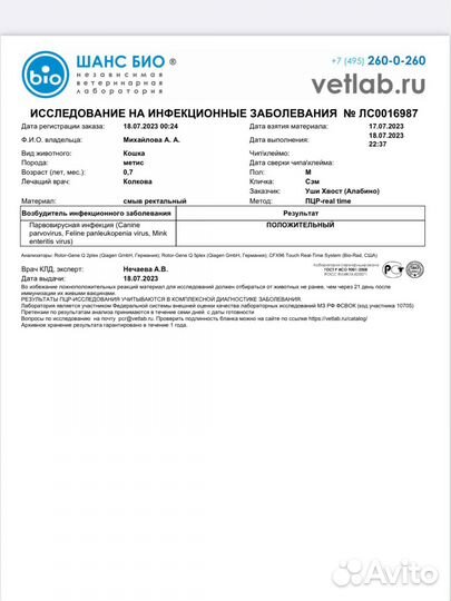 Котика заразили чумкой