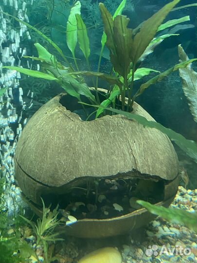 Растения для аквариума