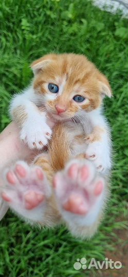 Котята вислоухие