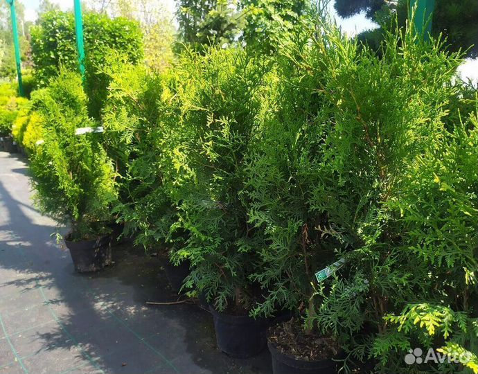 Туя Брабанд