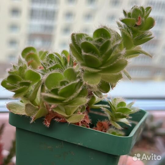 Суккуленты ч.3