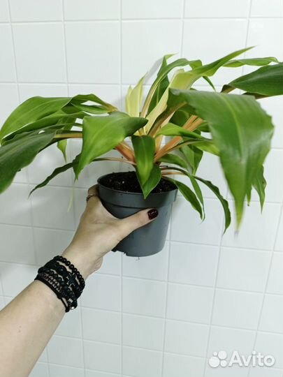 Хлорофитум Грин Оранж