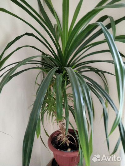 Пальма панданус