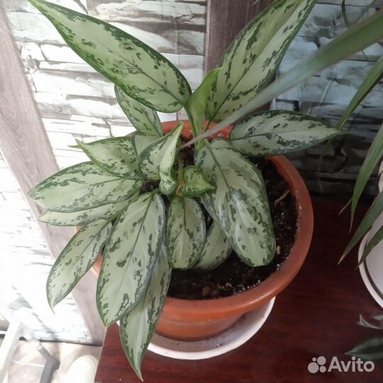 Комнатные цветы