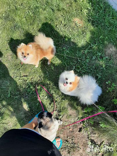 Передержка крупных собак и кошек/отель для животны