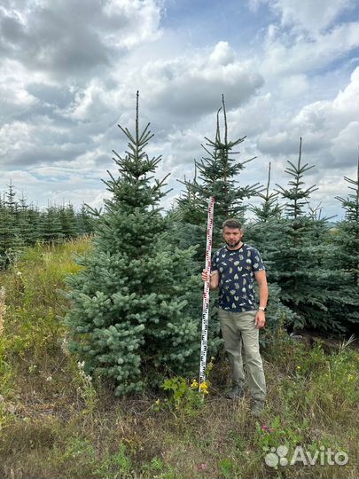 Ель голубая Экстра качества