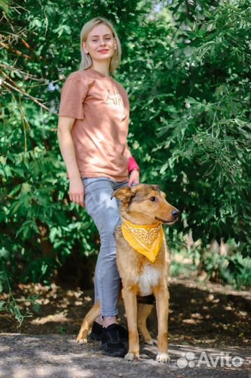 Хороший пес из приюта в поисках дома