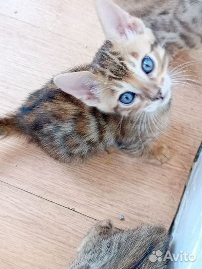 Бенгальские котята