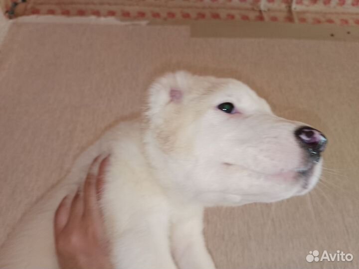 Среднеазиатская овчарка алабай щенки