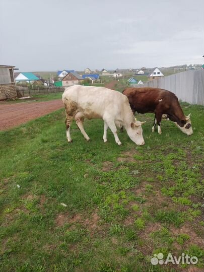Корова дойная