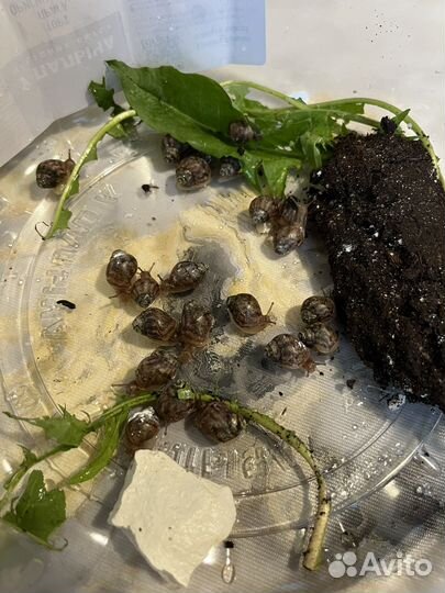 Улитки ахатины маленькие бесплатно