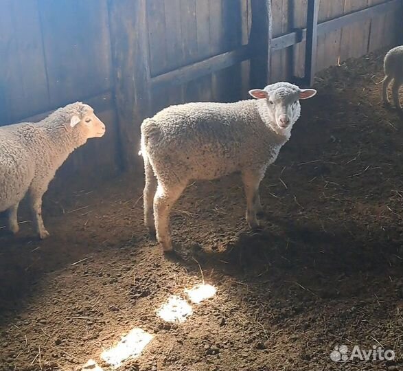 Бараны тексель