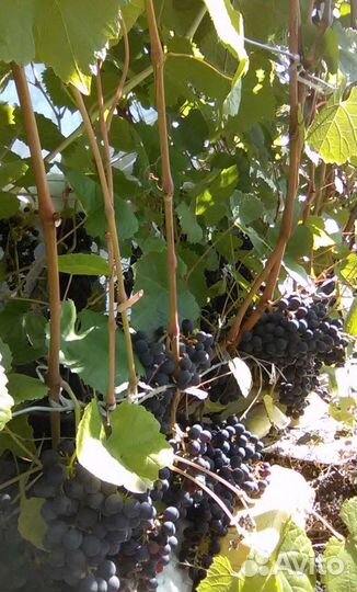 Саженцы винограда 3- летки