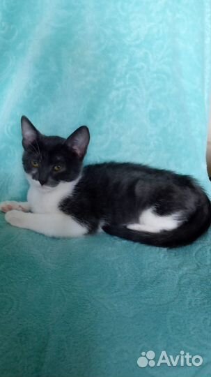 Очаровательная кошечка