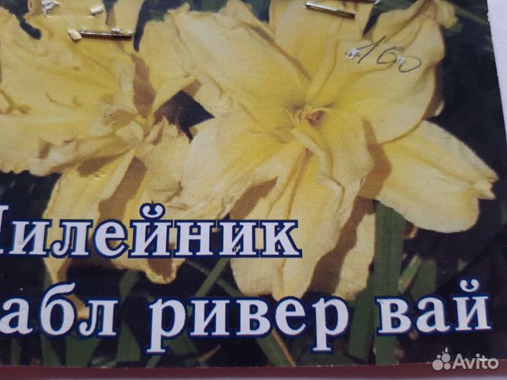 Сортовые лилейники