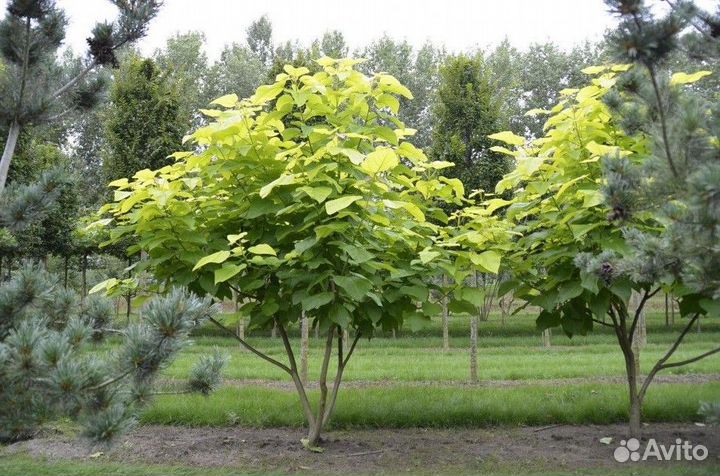 Саженцы-деревья Катальпы