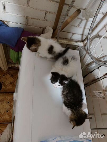 Котята в добрые руки бесплатно