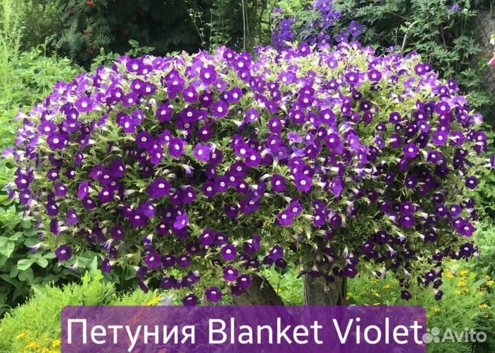 Черенки вегетативной петунии