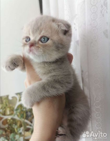 Шотландский кот вязка