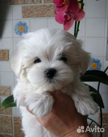 Малыши Мальтийской болонки