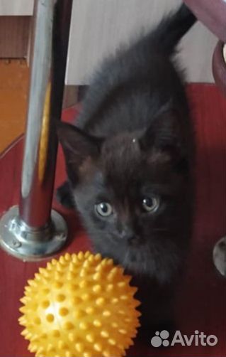 Котёнок